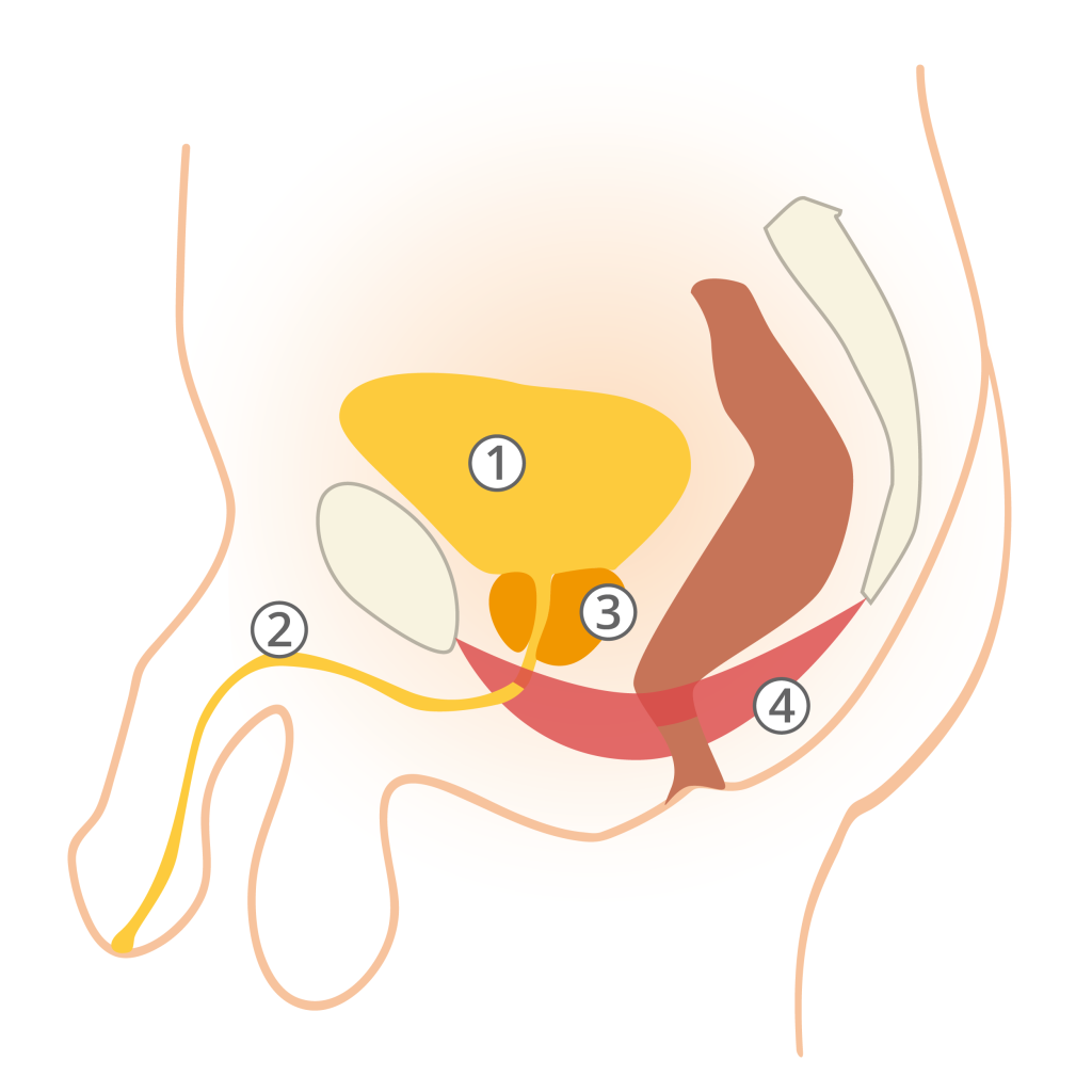 Pavimento pelvico e incontinenza urinaria maschile